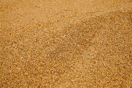 小米糙米偏僻的材料在收割时堆积成一大批小麦谷物大和产品插画