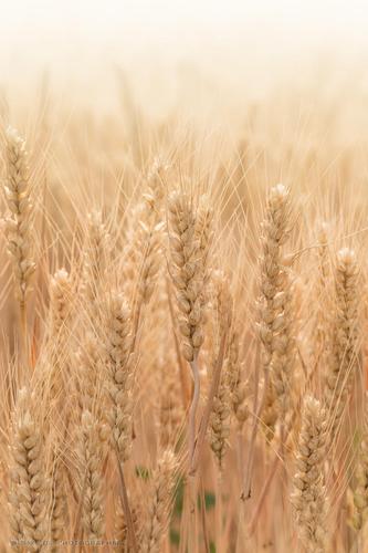 丰收 麦穗 麦田 局部 白天 麦地 农田 粮食 成长 成熟 绿色食品 谷物