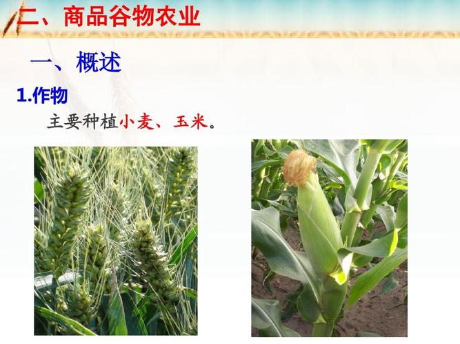 3.2.2以种植业为主的农业地域类型(商品谷物农业)ppt
